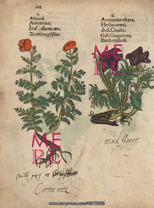 : Poppy anemone, Anemone coronara, and pasque : Poppy anemone, Anemone coronara, and pasque