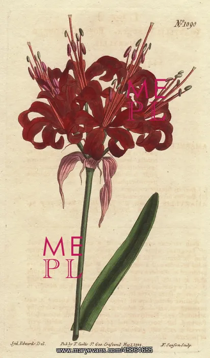  : Poppy coloured amaryllis, a native of Cape