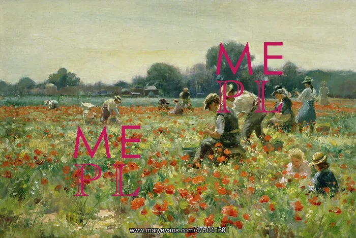 : The Poppy Field : The Poppy Field