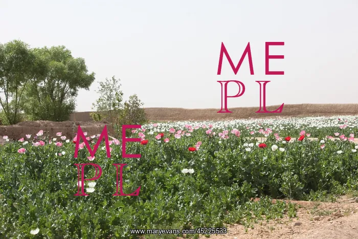 : A poppy field within an Afghan's compound ? : A poppy field within an Afghan's compound ?