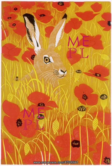 : Poppy Hare : Poppy Hare