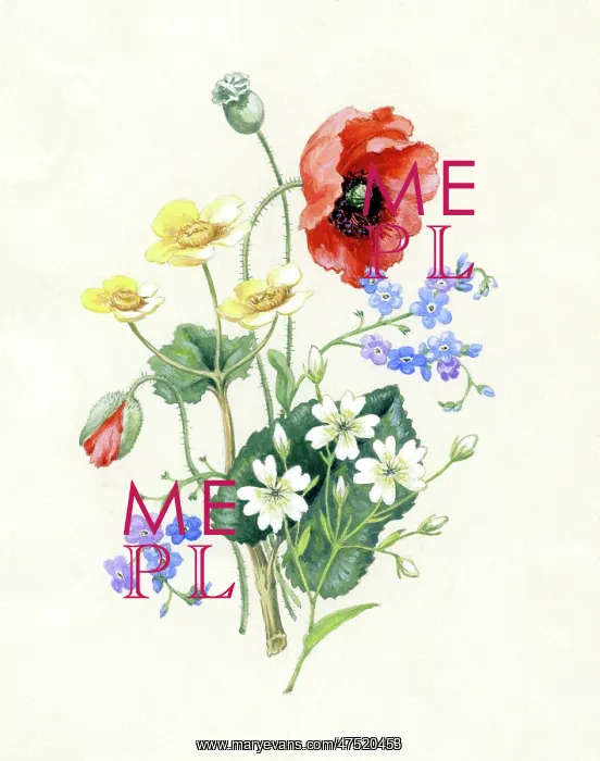 : Poppy, kingcups, forget-me-nots : Poppy, kingcups, forget-me-nots