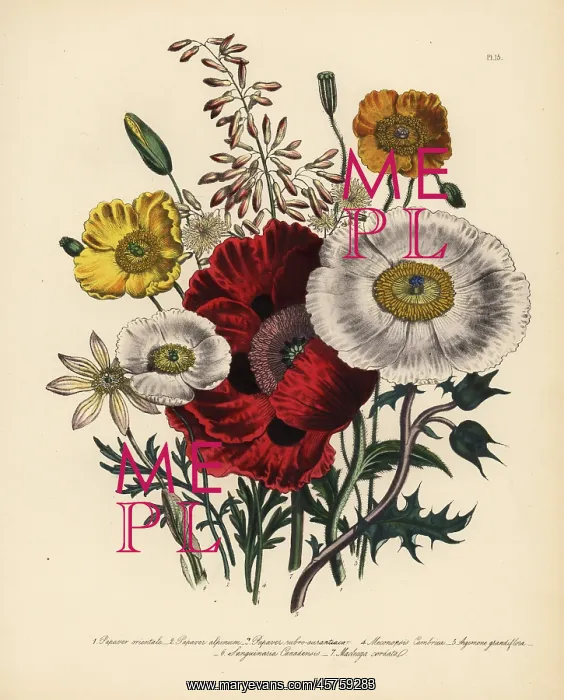 : Poppy or Papaver species : Poppy or Papaver species