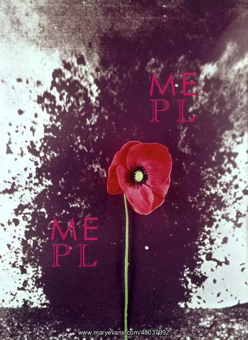 : Poppy superimposed on mine explosion, WW1 : Poppy superimposed on mine explosion, WW1