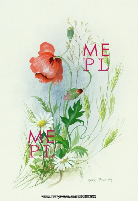  : Poppy with wild grass and Scentless Mayweed