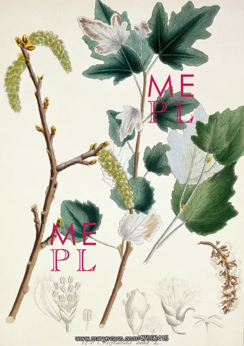 : Populus alba L. DCXIV, white poplar : Populus alba L. DCXIV, white poplar