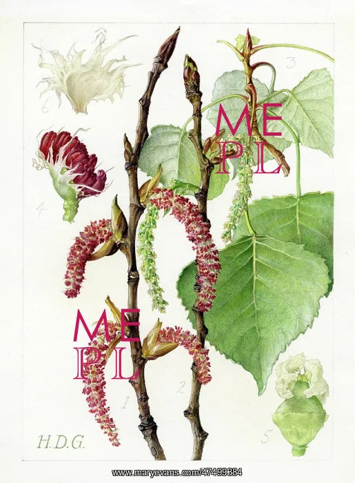 : Populus nigra - black poplar : Populus nigra - black poplar
