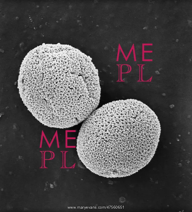 : Populus nigra, lombardy or black poplar pollen : Populus nigra, lombardy or black poplar pollen