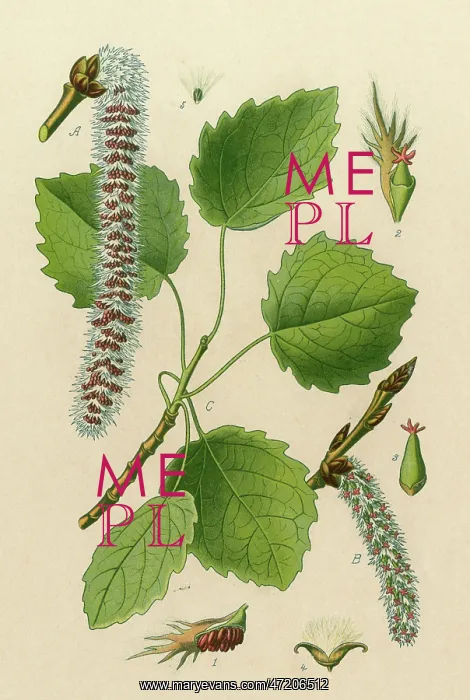  : POPULUS TREMULA