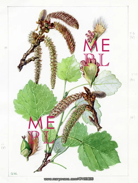 : Populus tremula - aspen : Populus tremula - aspen