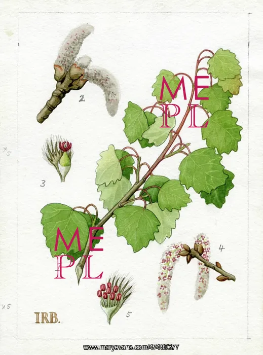 : Populus tremula - aspen : Populus tremula - aspen
