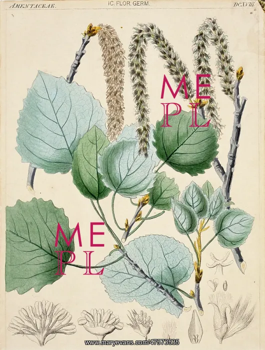 : Populus tremula, aspen : Populus tremula, aspen