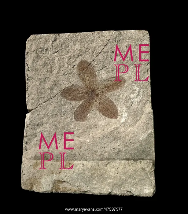 : Porana oeningensis : Porana oeningensis