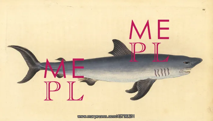: Porbeagle, Lamna nasus. Vulnerable : Porbeagle, Lamna nasus. Vulnerable