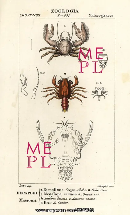 : Porcelain crab, shrimp and extinct crustacean : Porcelain crab, shrimp and extinct crustacean