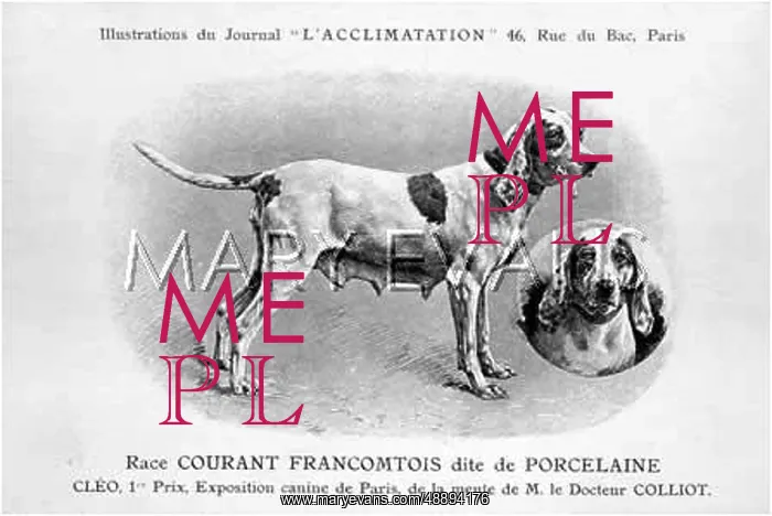 : Porcelaine Dog : Porcelaine Dog