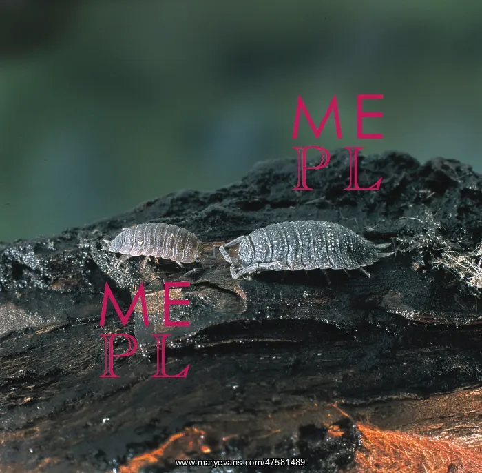 : Porcellio sp, woodlouse : Porcellio sp, woodlouse