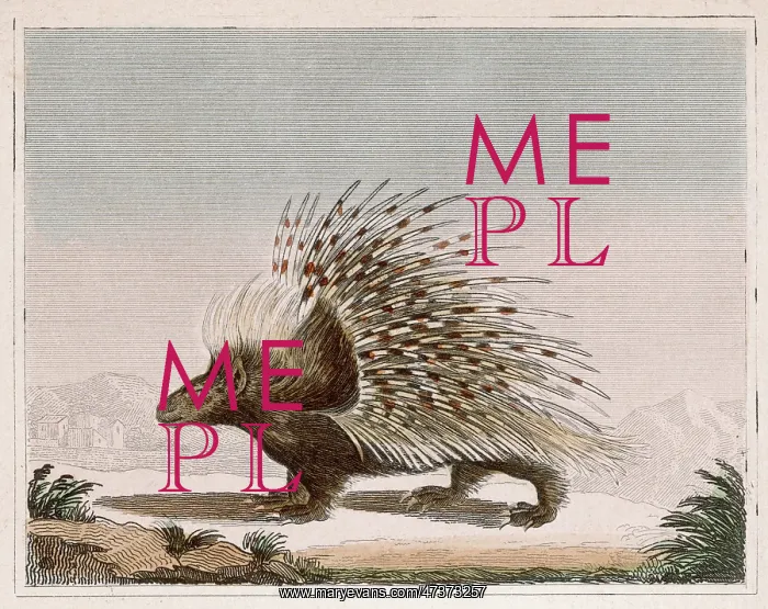 : PORCUPINE. Rodent quadruped of the hystericidae family : PORCUPINE. Rodent quadruped of the hystericidae family