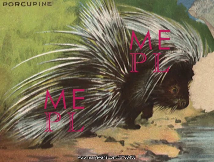  : Porcupine