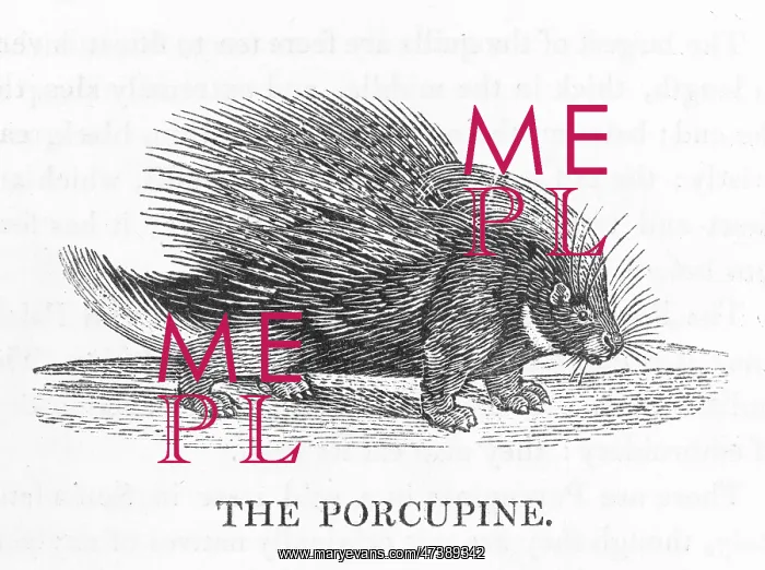 : PORCUPINE (BEWICK) : PORCUPINE (BEWICK)