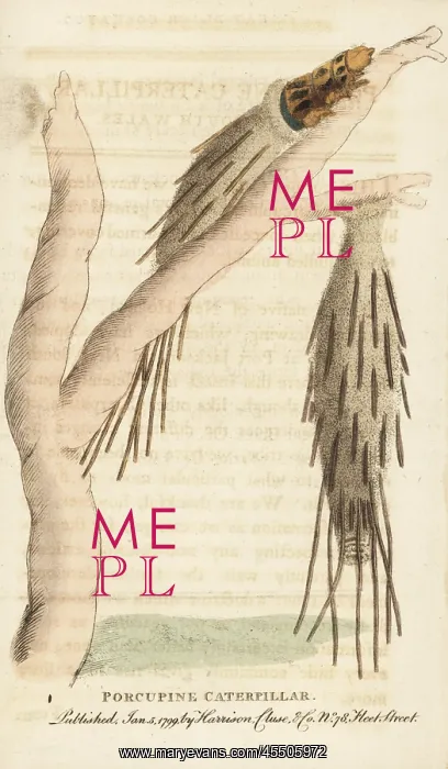 : Porcupine caterpillar of the bagworm moth, Psychidae species : Porcupine caterpillar of the bagworm moth, Psychidae species