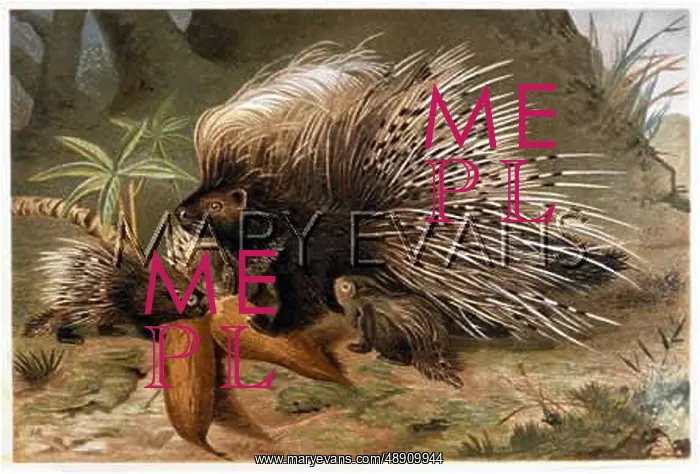  : PORCUPINE CRESTED 19C