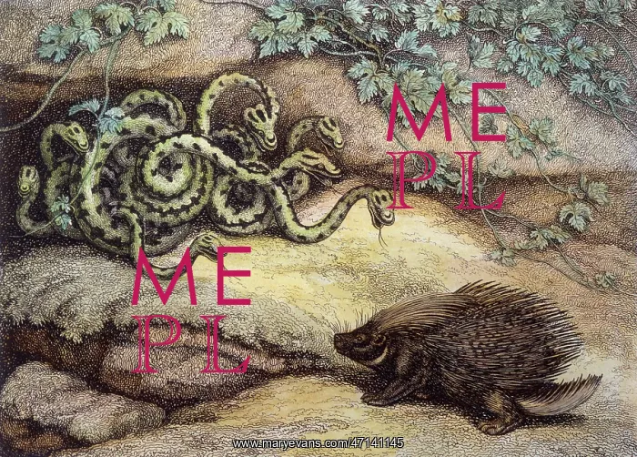: Porcupine and Snakes : Porcupine and Snakes