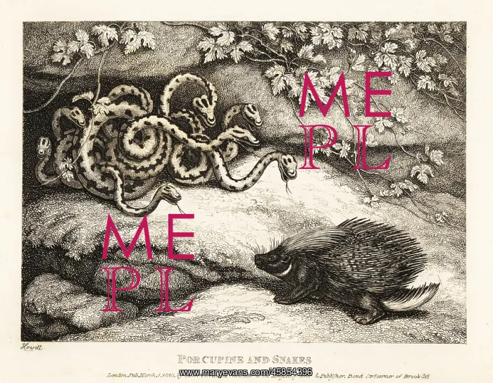: A porcupine's sharp quills drive out a nest of : A porcupine's sharp quills drive out a nest of
