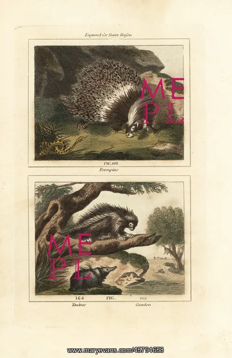 : Porcupines and tenrec : Porcupines and tenrec