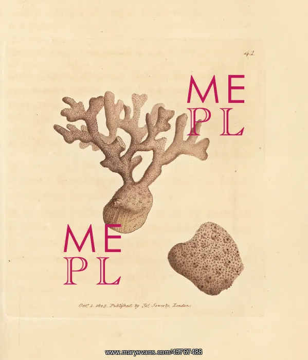 : Porella compressa : Porella compressa