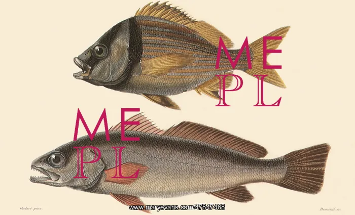  : A Porkfish and a Meagre