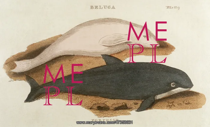 : PORPOISE AND BELUGA : PORPOISE AND BELUGA
