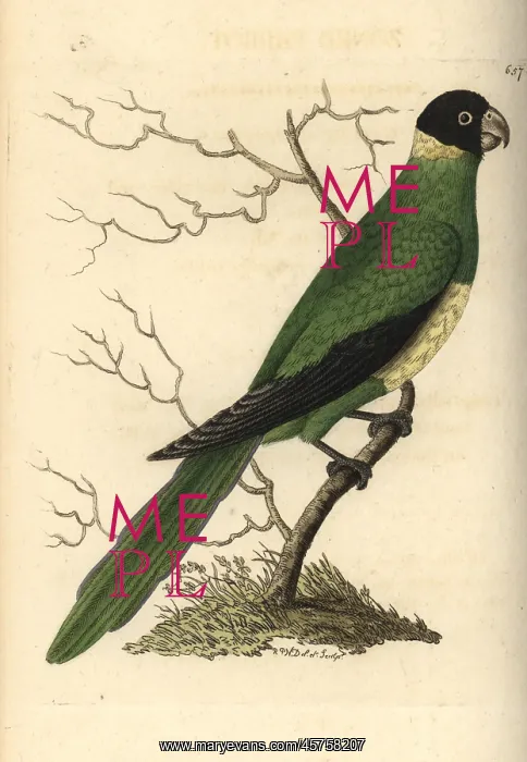 : Port Lincoln ringneck, Barnadius zonarius : Port Lincoln ringneck, Barnadius zonarius