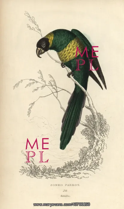 : Port Lincoln ringneck, Barnadius zonarius : Port Lincoln ringneck, Barnadius zonarius