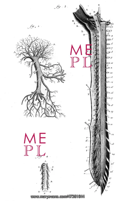 : PORTAL VEIN 18TH C : PORTAL VEIN 18TH C