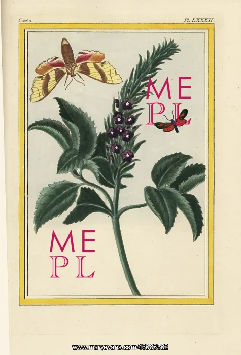 : Porterweed, Stachytarpheta orubica : Porterweed, Stachytarpheta orubica