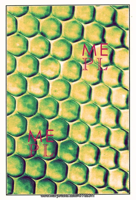 : Portion of Beetle's Eye, Early Photomicrograph : Portion of Beetle's Eye, Early Photomicrograph