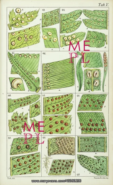 : Portions of fern : Portions of fern