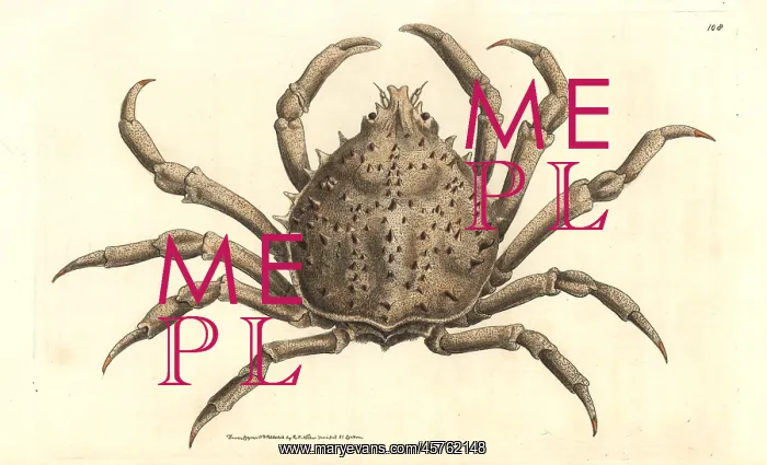 : Portly spider crab or notched libinia, Libinia emarginata : Portly spider crab or notched libinia, Libinia emarginata
