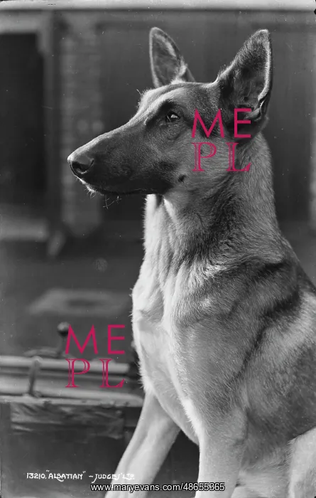 : Portrait of an Alsatian Dog : Portrait of an Alsatian Dog