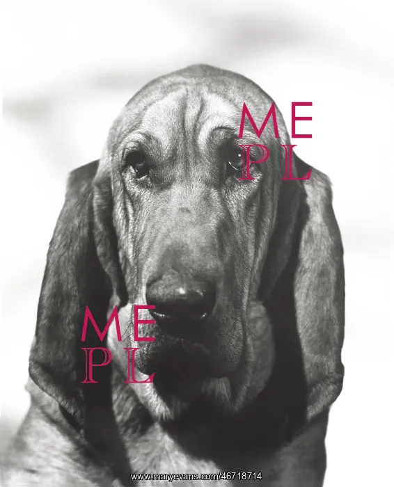  : Portrait of a bloodhound