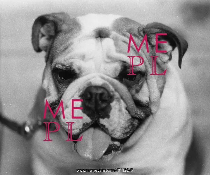 : Portrait of a bulldog : Portrait of a bulldog