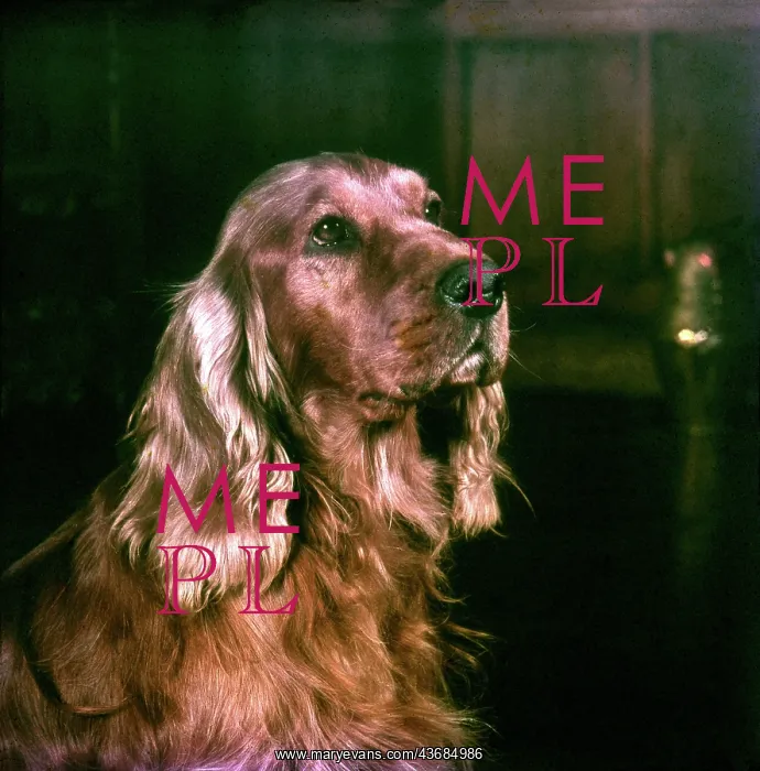  : Portrait of a cute spaniel