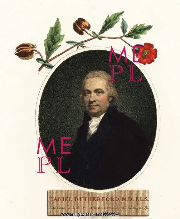 : Portrait of Daniel Rutherford, botanist : Portrait of Daniel Rutherford, botanist