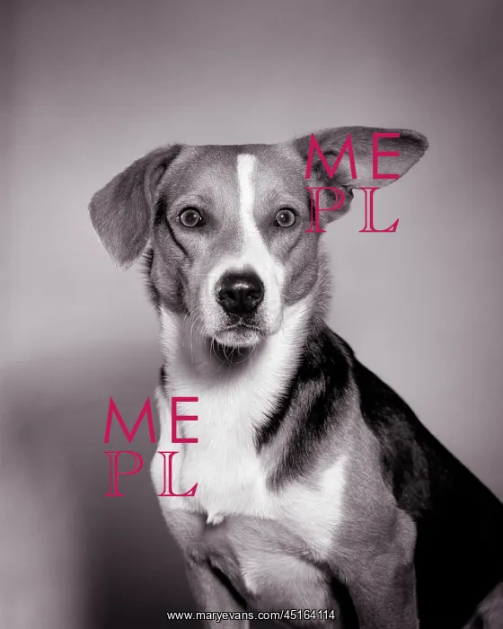 : Portrait of Dog Looking at Camera One Ear Pointing : Portrait of Dog Looking at Camera One Ear Pointing