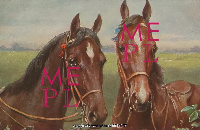 : Portrait of two horses : Portrait of two horses