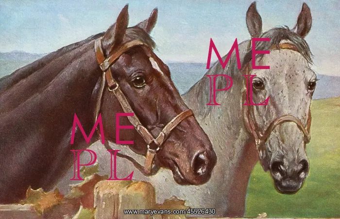  : Portrait of two horses
