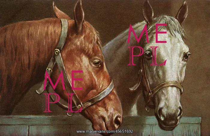  : Portrait of two horses