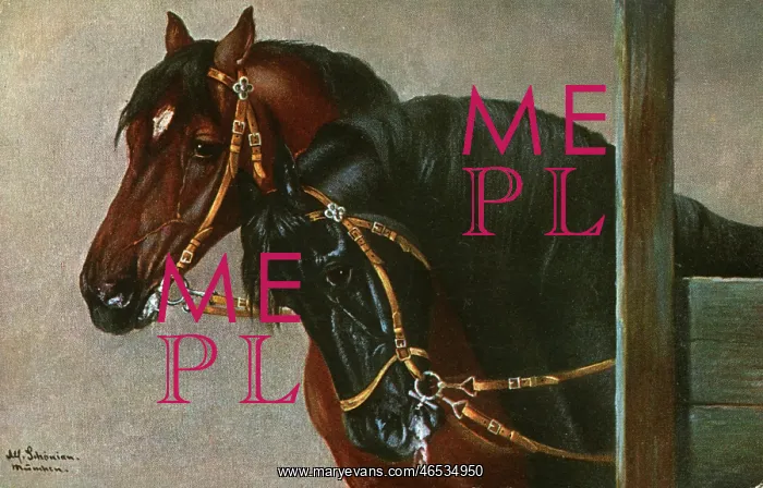 : Portrait of two horses wearing simple snaffles : Portrait of two horses wearing simple snaffles