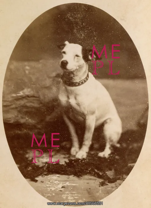  : Portrait of a Jack Russell terrier dog